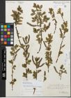 Foto von Salix stenostachya A. Kern.